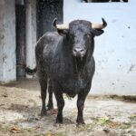 Sorteo, Bilbao 9 de junio de 2018