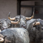 Madrid, San Isidro, lunes 4 de junio de 2018. Toros de Saltillo