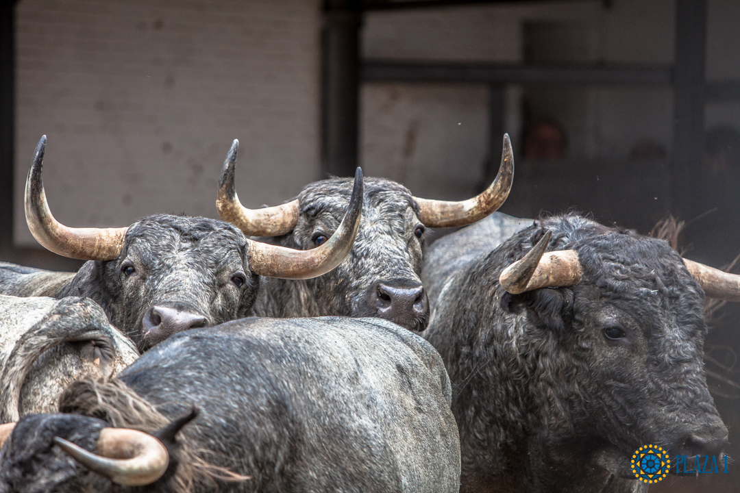 Madrid, San Isidro, lunes 4 de junio de 2018. Toros de Saltillo