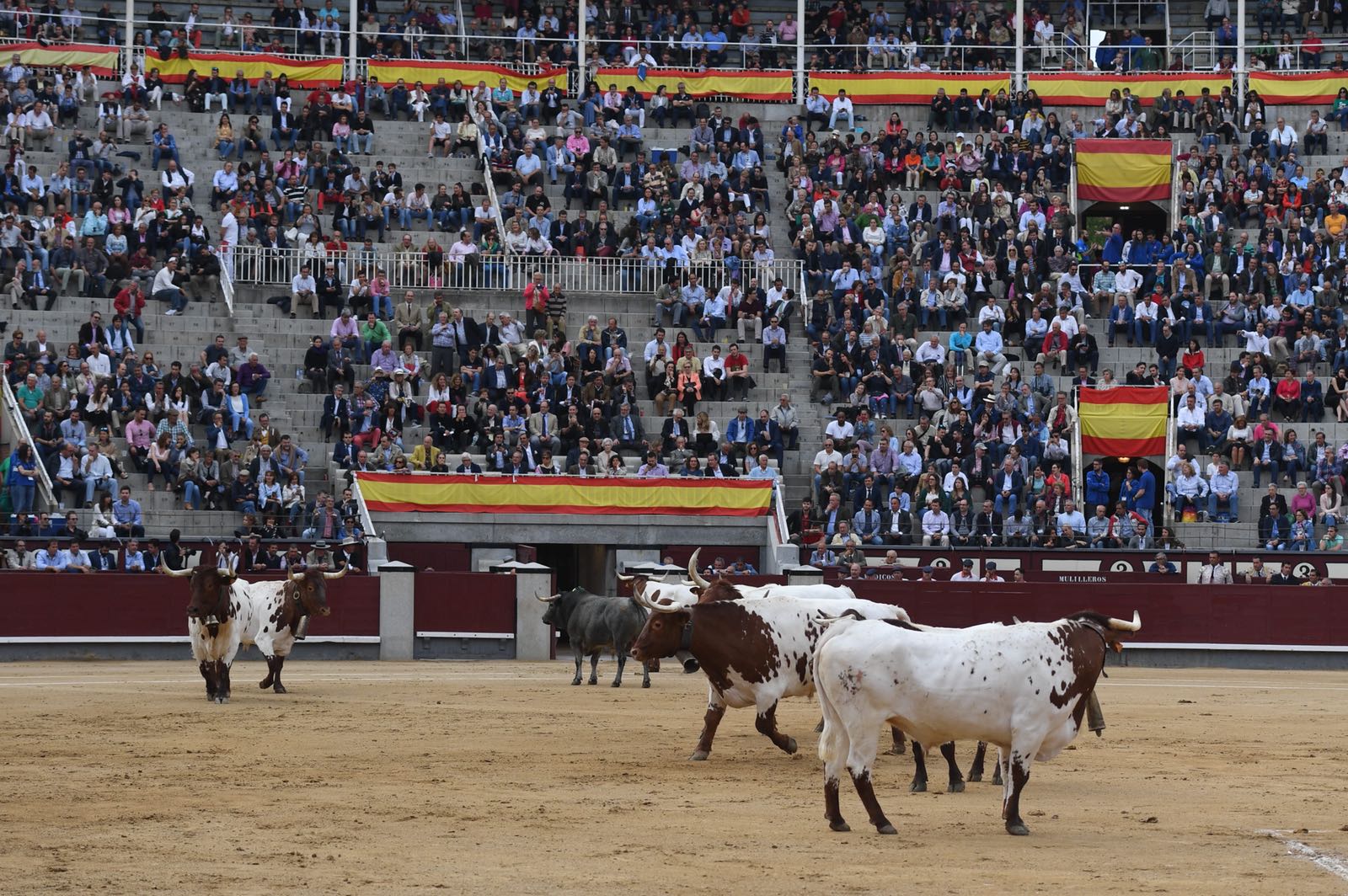 Madrid, San Isidro, jueves 7 de junio de 2018.