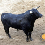 Sorteo de los novillos de López Gibaja para Sevilla, 14 de junio de 2018.