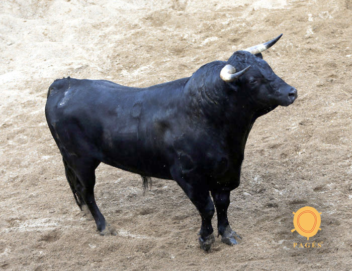 Sorteo de los novillos de López Gibaja para Sevilla, 14 de junio de 2018.