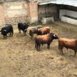 Aranjuez (Madrid) - Sorteo - Corrida mixta - Sábado 2 de junio de 2018