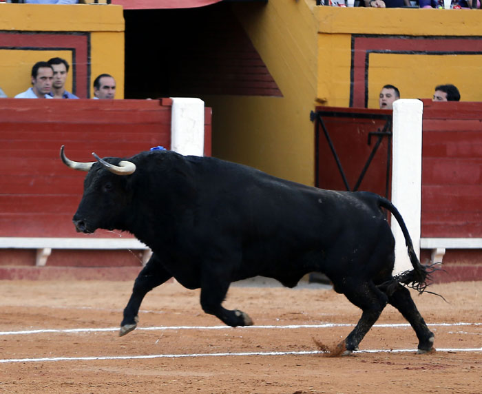Algeciras - Corrida de toros - Viernes 29 de junio de 2018