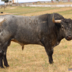 BORRAJITO  Nº 136 • G 2014