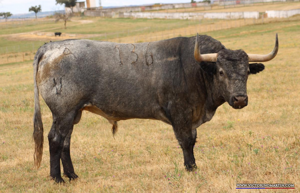 BORRAJITO  Nº 136 • G 2014