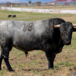 EBREO  Nº 10 • G 2014