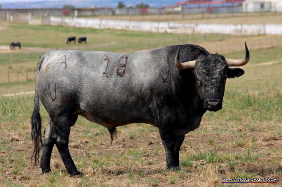 EBREO  Nº 10 • G 2014