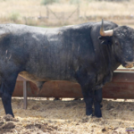 ESCOGIDO  Nº 61 • G 2014