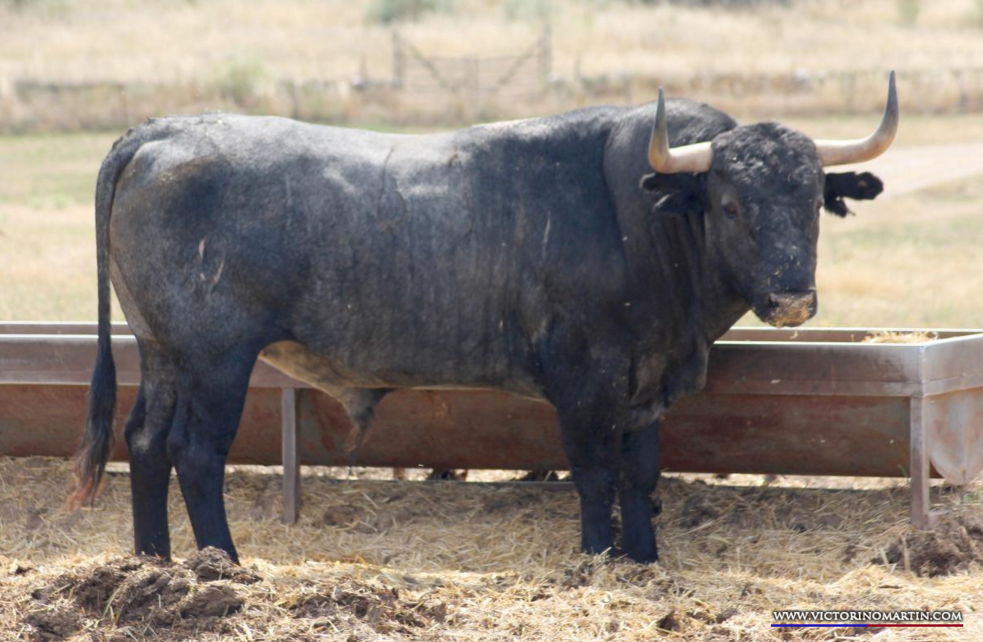 ESCOGIDO  Nº 61 • G 2014