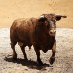 Granada - Feria del Corpus - Corrida de toros - Sorteo - Sábado 2 de junio de 2018