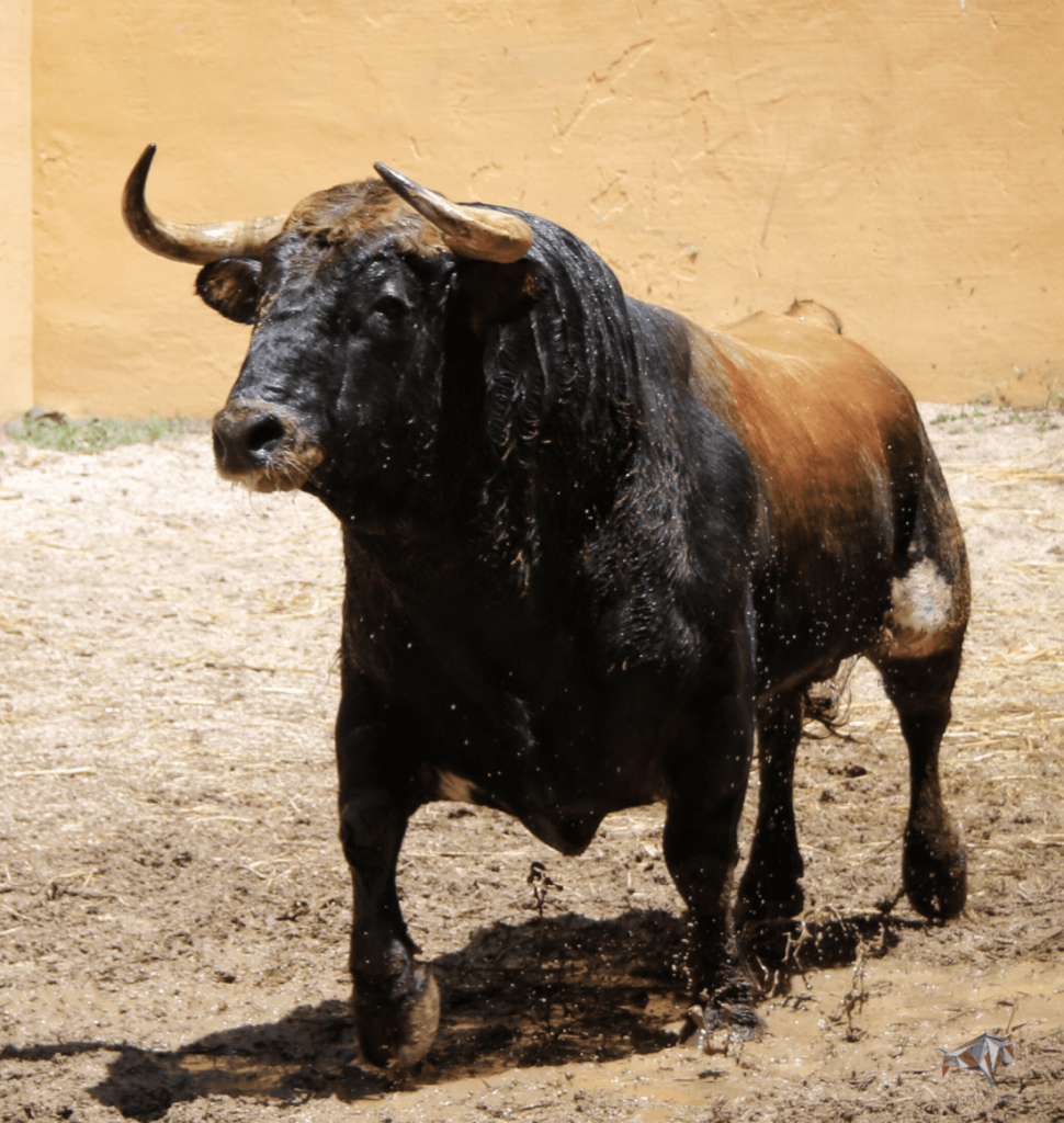 Granada - Feria del Corpus - Corrida de toros - Sorteo - Sábado 2 de junio de 2018