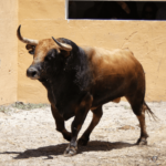 Granada - Feria del Corpus - Corrida de toros - Sorteo - Sábado 2 de junio de 2018