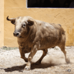 Granada - Feria del Corpus - Corrida de toros - Sorteo - Sábado 2 de junio de 2018