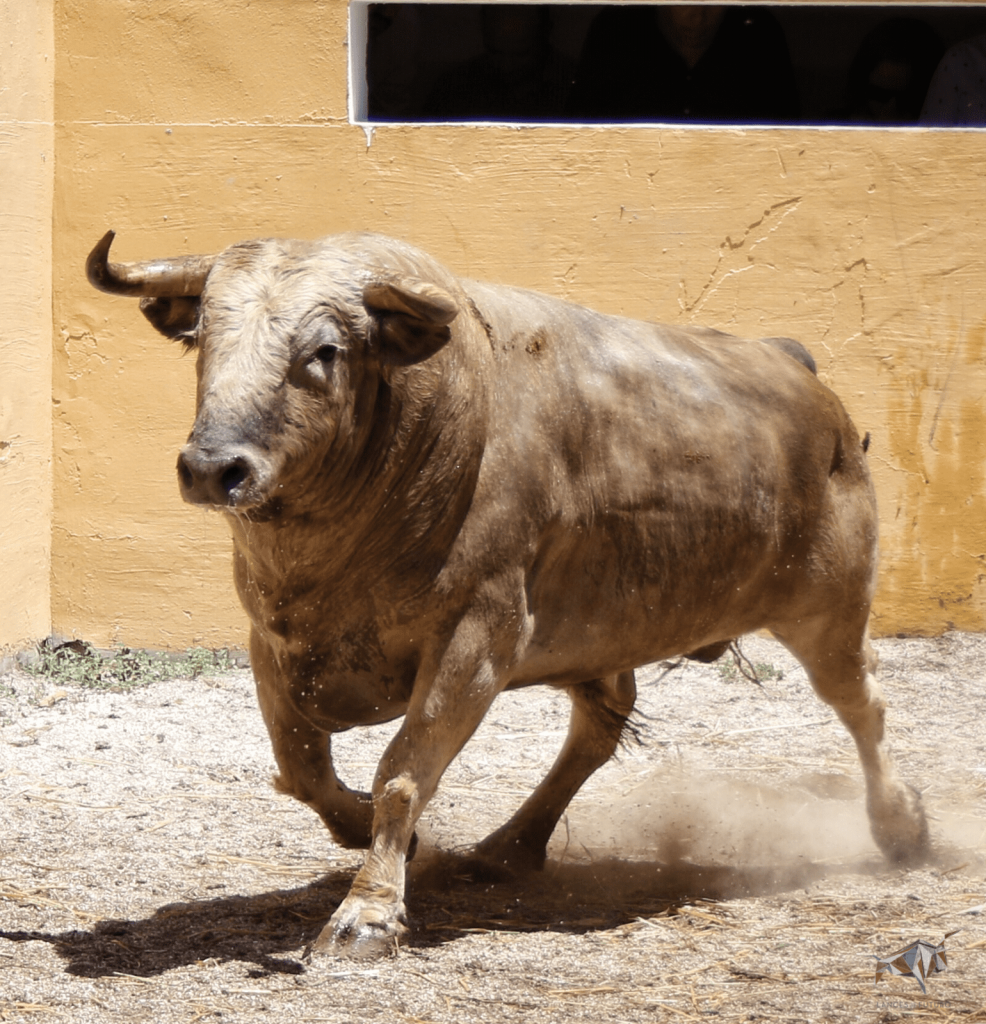 Granada - Feria del Corpus - Corrida de toros - Sorteo - Sábado 2 de junio de 2018