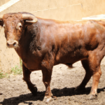 Granada - Feria del Corpus - Corrida de toros - Sorteo - Sábado 2 de junio de 2018