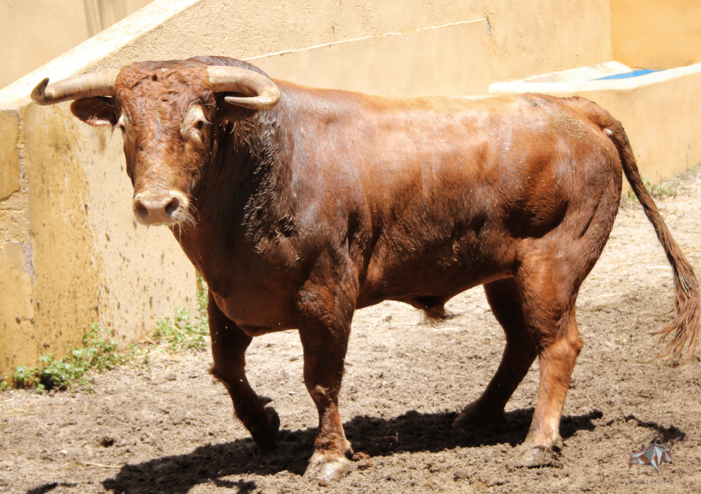 Granada - Feria del Corpus - Corrida de toros - Sorteo - Sábado 2 de junio de 2018