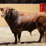 Granada - Feria del Corpus - Corrida de toros - Sorteo - Sábado 2 de junio de 2018