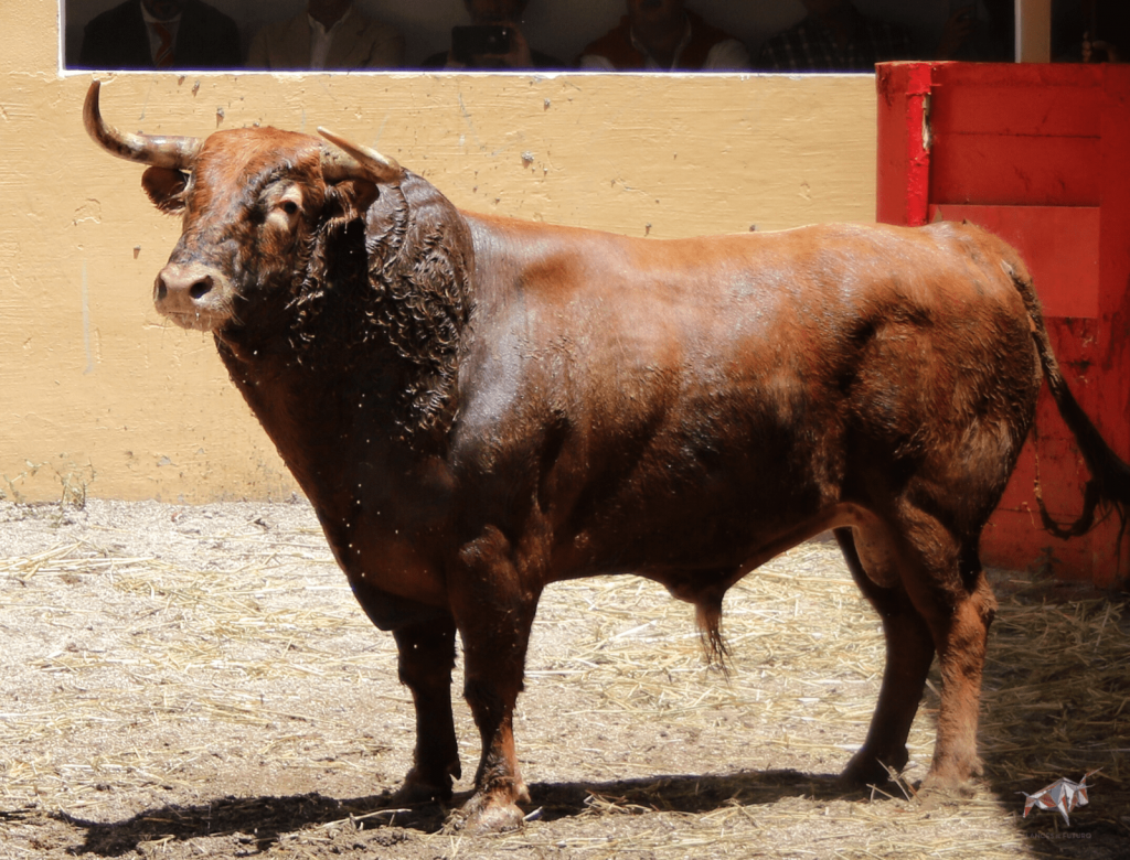 Granada - Feria del Corpus - Corrida de toros - Sorteo - Sábado 2 de junio de 2018
