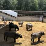 Pamplona - Toros del José Escolar para el 8 de junio de 2018