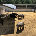 Pamplona - Toros del José Escolar para el 8 de junio de 2018