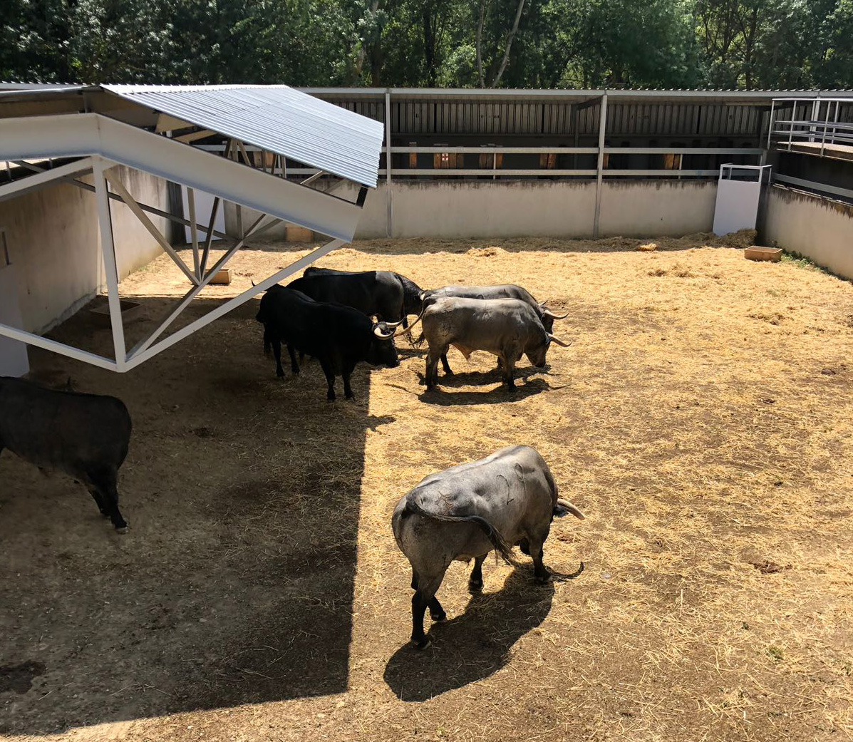 Pamplona - Toros del José Escolar para el 8 de junio de 2018