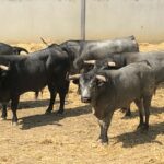 Pamplona - Toros del José Escolar para el 8 de junio de 2018