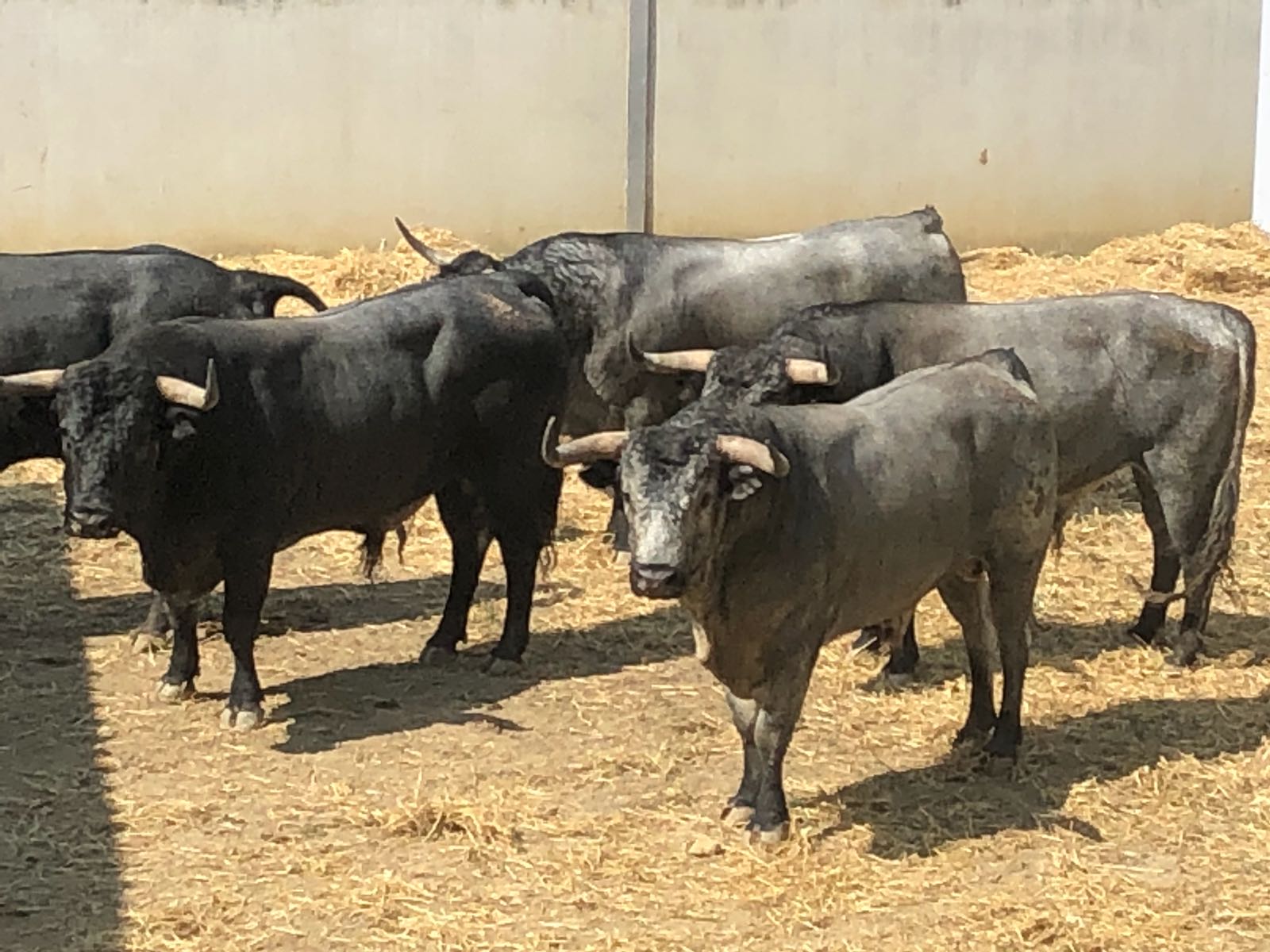 Pamplona - Toros del José Escolar para el 8 de junio de 2018