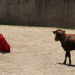Fin de curso Fundación El Juli. 20 de junio de 2018