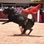 Istres (Francia) - Novillada con picadores matinal - Sábado 16 de junio de 2018