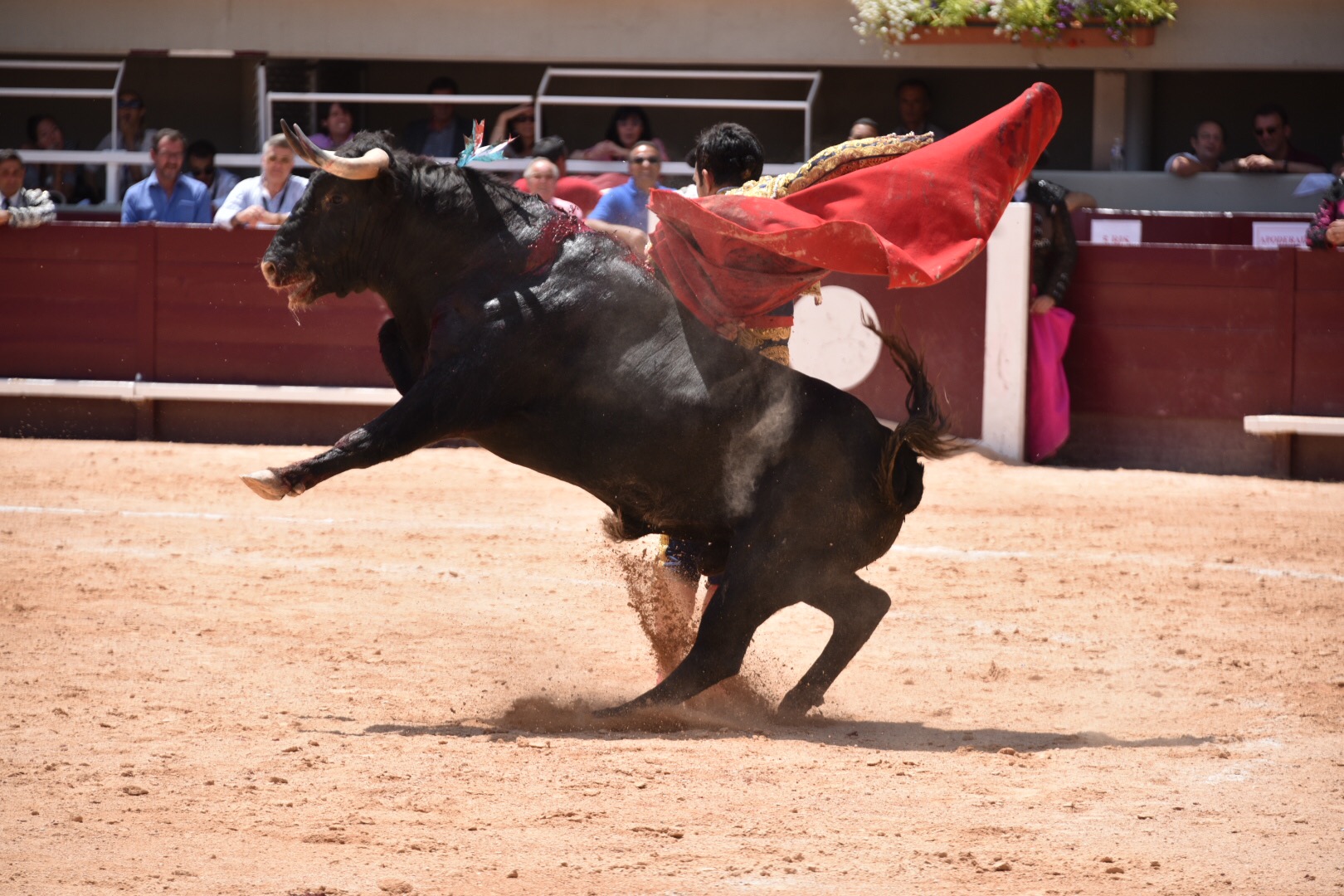 Istres (Francia) - Novillada con picadores matinal - Sábado 16 de junio de 2018