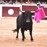 Istres (Francia) - Corrida de toros - Tarde - Sábado 16 de junio de 2018