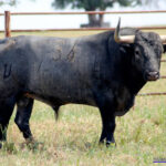 LAZARILLO  Nº 36 • G 2014