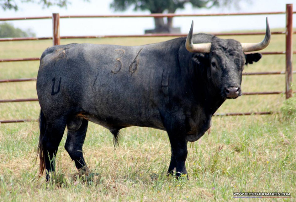 LAZARILLO  Nº 36 • G 2014