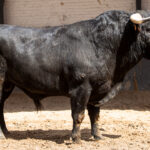 Madrid - Feria de San Isidro - Sorteo - Corrida de toros - Sábado 2 de junio de 2018