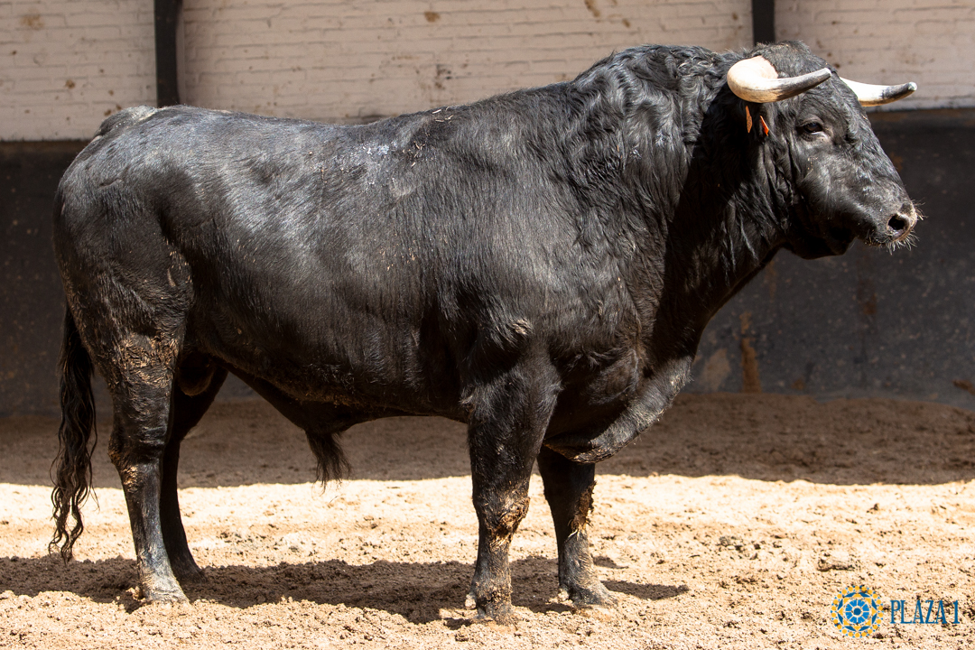 Madrid - Feria de San Isidro - Sorteo - Corrida de toros - Sábado 2 de junio de 2018