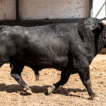 Madrid - Feria de San Isidro - Sorteo - Corrida de toros - Sábado 2 de junio de 2018