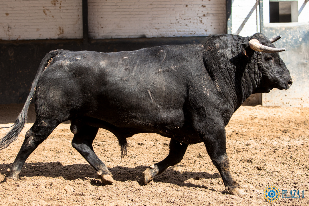 Madrid - Feria de San Isidro - Sorteo - Corrida de toros - Sábado 2 de junio de 2018