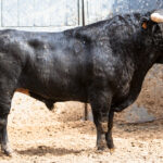 Madrid - Feria de San Isidro - Sorteo - Corrida de toros - Sábado 2 de junio de 2018