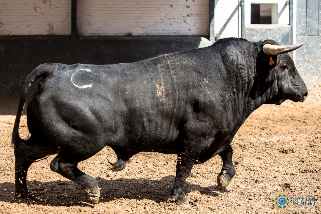 Madrid - Feria de San Isidro - Sorteo - Corrida de toros - Sábado 2 de junio de 2018