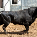 Madrid - Feria de San Isidro - Sorteo - Corrida de toros - Sábado 2 de junio de 2018
