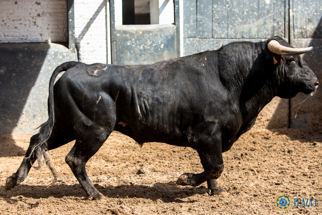Madrid - Feria de San Isidro - Sorteo - Corrida de toros - Sábado 2 de junio de 2018