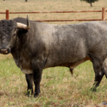 PESONERO  Nº 131 • G 2014