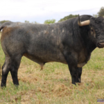 TOMILLERO  Nº 24 • G 2014