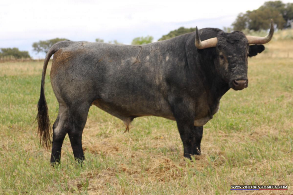 TOMILLERO  Nº 24 • G 2014