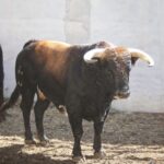 Torrejón de Ardoz (Madrid) - Corrida de toros - Sorteo - Domingo 17 de junio de 2018
