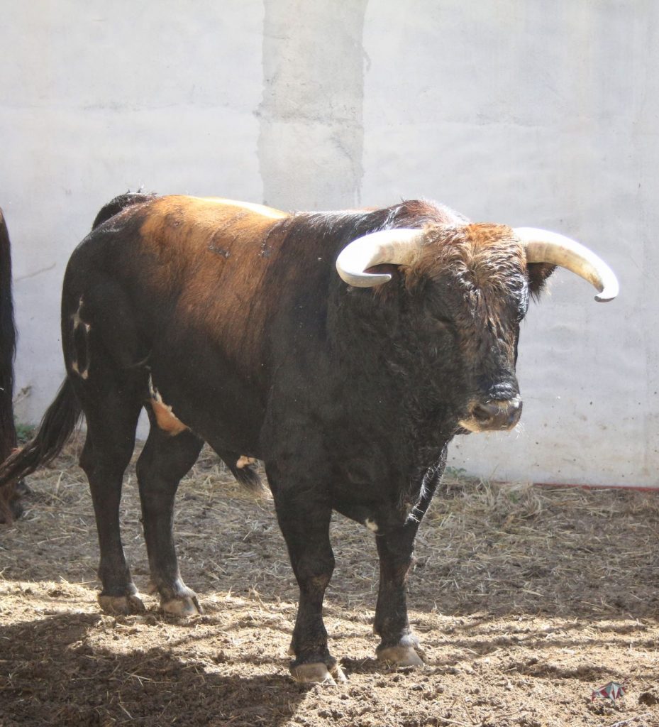 Torrejón de Ardoz (Madrid) - Corrida de toros - Sorteo - Domingo 17 de junio de 2018