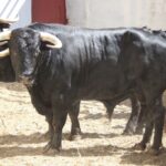 Torrejón de Ardoz (Madrid) - Corrida de toros - Sorteo - Domingo 17 de junio de 2018