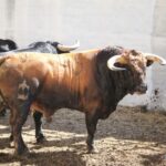 Torrejón de Ardoz (Madrid) - Corrida de toros - Sorteo - Domingo 17 de junio de 2018