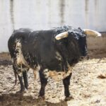 Torrejón de Ardoz (Madrid) - Corrida de toros - Sorteo - Domingo 17 de junio de 2018